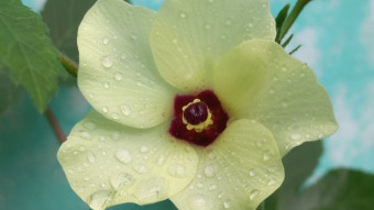 Flower Photography.
