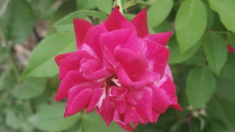 A Rose's Journey, Beauty Through the Phases of Life