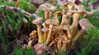Yellow Foot, camagroc - a rare edible mushroom