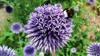 Hard - working insects caught at work - a summer walk in the garden