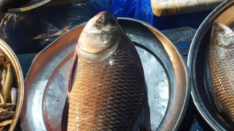 Capturing Life at the Fish Market, A Photographer’s Perspective