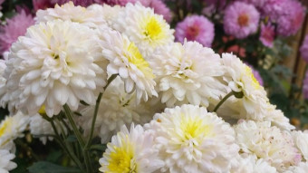Flower Photography