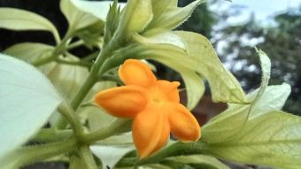 Flower Photography.