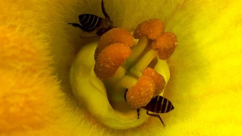 Flower Photography