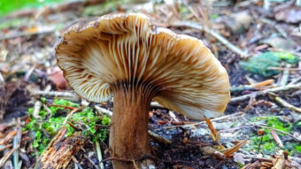 Lactarius lignyotus - little-known edible mushrooms
