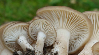 Fried chicken mushroom - Chicken of the Road (Lyophyllum decastes )
