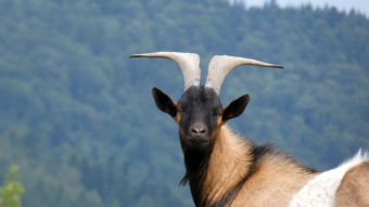 Gorce - mountain goat, leader of the herd - Poland