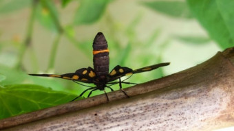 Insect Photography