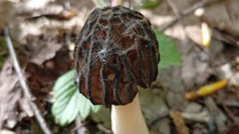 Why do animals eat poisonous mushrooms and nothing happens to them?