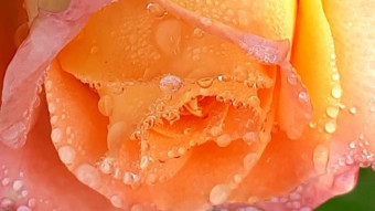 Random Macro Photography
