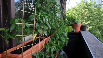 Balcony Garden 2026 - Big Changes