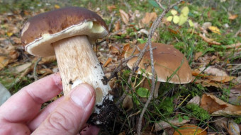 Boletus edulis - memories from the previous season and hopes for this year's mushroom season