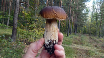 Rain is needed immediately, otherwise there will be no mushrooms