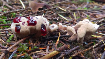Hydnellum peckii Banker - Unusual mushrooms