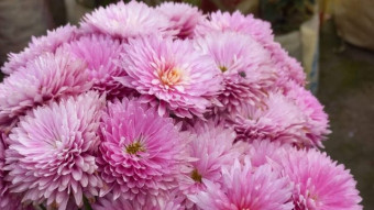 Flower Photography