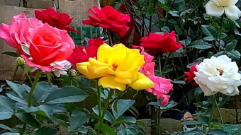 Rose Flower Photograophy.