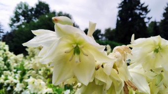 More beautiful and strange flowers in the park garden
