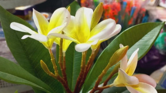 Artificial flower photography.