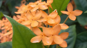 Ronggon Flower Photography.
