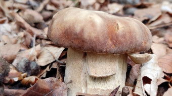 Boletus reticulatus  - Noble edible mushrooms in summer - growth phase