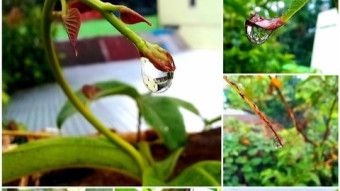 Water drop photography