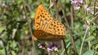 Beautiful butterflies on Jurassic meadows - Argynnis paphia