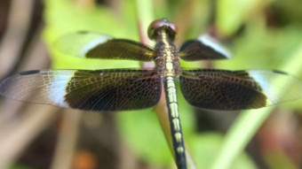 Dragonfly photography.