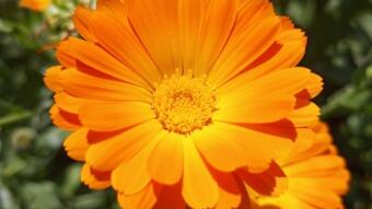 Beauty of pot marigold 🌺