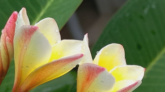Flower Photography.