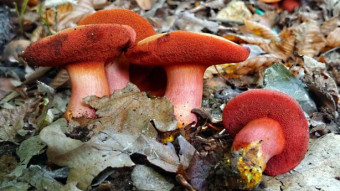 Little known edible mushrooms - Rubinoboletus rubinus