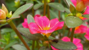 Flower Photography..