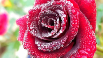 Flower Photography