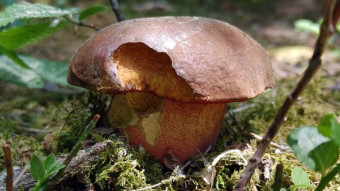 The first boletus in the forest - Boletus erythropus