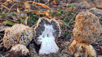 Morchella steppicola - very rare species of mushrooms