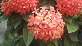 Capturing the Vibrant Beauty of Rangan Flowers,A Photographic Journey