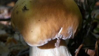 Mushroom Memories, Boletus Edulis, Amanita Vaginata