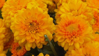 Flower Photography.