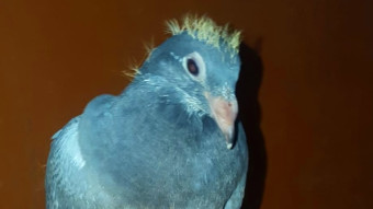 A Feathered Friend in the Making Raising a Baby Photo