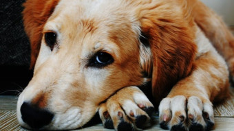 Rotating Your Dog’s Protein Sources: The Simple Feeding Strategy Most Owners Overlook