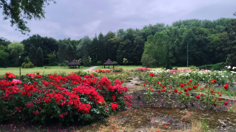 Considerable cooling and rain, but beautiful scents appeared - My Actifit Report Card: July 7, 2025