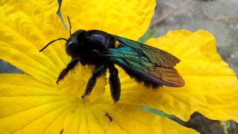Bumblebee photography.