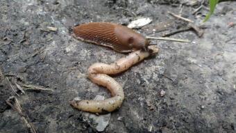 A fast and aggressive snail caught a fast earthworm, but Friday was ok
