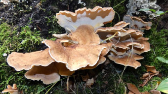 In search of boletus edulis - and a pleasant surprise Giant polypore
