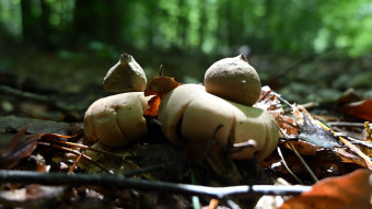 Fringed Earthstar, stargazers in the sun's rays