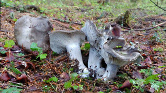 Edible spring mushrooms - March mushroom (Hygrophorus marzuolus)