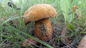 Boletus luridus - Edible mushrooms in Europe