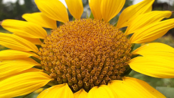 Flower Photography