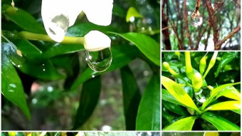 WATER DROPS Photography.