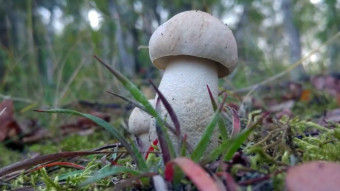 Ghost Bolete- a rare edible mushroom