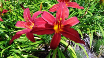 More beautiful and strange flowers in the park garden